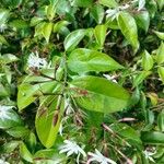 Jasminum laurifolium Leaf