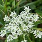 Selinum carvifolium Flower