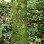 Funtumia africana Ŝelo