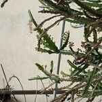 Euphorbia grandidens Fiore