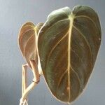 Philodendron melanochrysum Folio