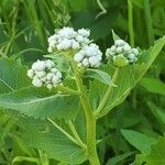 Parthenium integrifolium Çiçek