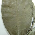 Duguetia granvilleana Otro