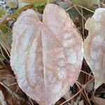 Epimedium alpinumLeaf