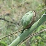 Albuca abyssinica 果実