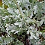 Achillea erba-rotta Folha