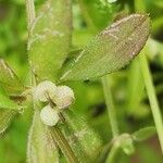 Galium tricornutum ফল