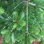 Abies nordmannianaЛисток