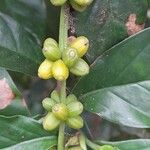 Psychotria viridis Fruit