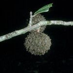 Duguetia eximia Fruto