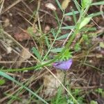 Vicia peregrina Hoja