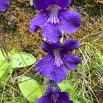 Pinguicula grandiflora Blodyn