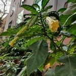 Brugmansia × candida
