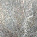 Artemisia filifolia Leaf