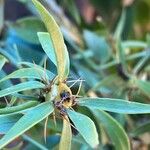 Pereskia aculeata Froito