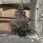 Tillandsia aeranthos 葉