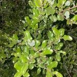 Pittosporum tenuifolium Folha