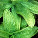 Pinguicula caerulea Leaf