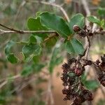 Pterocarpus rotundifolius Fruit
