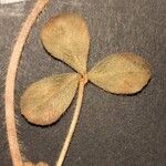 Trifolium hirtum 葉