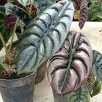 Alocasia cuprea Blatt