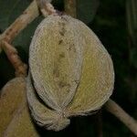 Dichapetalum rugosum Fruitua