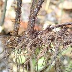 Triplophyllum buchholzii Otro
