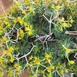 Euphorbia acanthothamnos Bloem