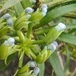 Podocarpus spinulosus Frukto