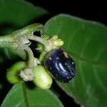 Ronabea latifolia Fruit