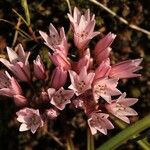 Allium cratericola Цветок