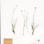 Hypochaeris microcephala Yeri