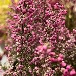 Erica gracilis Leaf