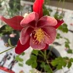 Aquilegia canadensisFlor