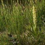 Platanthera hyperborea Habitus