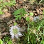 Hydrophyllum capitatum Blomma