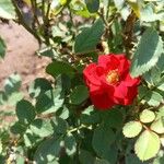 Rosa spp. अन्य