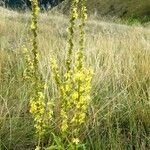 Verbascum lychnitis Virág