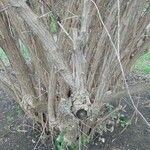 Buddleja alternifolia Cortiza