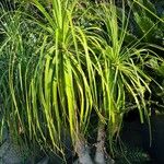 Cordyline australisLevél