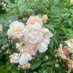 Rosa moschata花