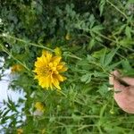 Rudbeckia laciniata Цвят