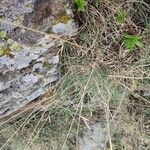 Festuca pallens Hoja
