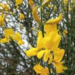 Genista aetnensis Flower