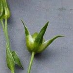 Linum grandiflorum Fruit