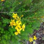 Hypericum empetrifolium Leaf