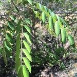 Cassia abbreviata برگ