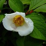 Stewartia pseudocamellia Flor