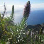 Echium hierrense Habit