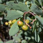 Arctostaphylos mewukka Fruto